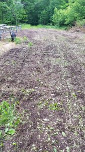 Cabin Meadow Spring 2019